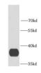 Ganglioside Induced Differentiation Associated Protein 1 antibody, FNab03398, FineTest, Western Blot image 