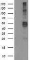 Transmembrane Serine Protease 5 antibody, TA503427, Origene, Western Blot image 