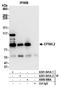 EPS8 Like 2 antibody, A301-841A, Bethyl Labs, Immunoprecipitation image 