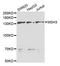 MutS Homolog 3 antibody, A5681, ABclonal Technology, Western Blot image 