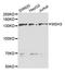 MRP-1 antibody, A5681, ABclonal Technology, Western Blot image 