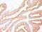 Kallikrein Related Peptidase 3 antibody, GTX34989, GeneTex, Immunohistochemistry paraffin image 