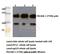 Platelet And Endothelial Cell Adhesion Molecule 1 antibody, A01513T709, Boster Biological Technology, Western Blot image 