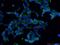 Survival Of Motor Neuron 2, Centromeric antibody, 60154-2-Ig, Proteintech Group, Immunofluorescence image 
