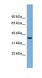 Crystallin Mu antibody, orb325710, Biorbyt, Western Blot image 