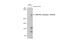 Protein Kinase, DNA-Activated, Catalytic Subunit antibody, GTX132793, GeneTex, Western Blot image 