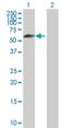 Interferon Related Developmental Regulator 2 antibody, H00007866-D01P, Novus Biologicals, Western Blot image 