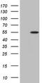 Plasminogen Activator, Urokinase antibody, TA805314, Origene, Western Blot image 