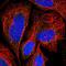 TLC Domain Containing 2 antibody, NBP2-14562, Novus Biologicals, Immunofluorescence image 