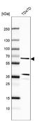 CWF19 Like Cell Cycle Control Factor 1 antibody, NBP1-83793, Novus Biologicals, Western Blot image 