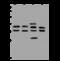 SGT1 Homolog, MIS12 Kinetochore Complex Assembly Cochaperone antibody, 205419-T36, Sino Biological, Western Blot image 