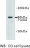 Transmembrane Protein 132B antibody, MBS355137, MyBioSource, Western Blot image 