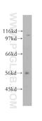 CUGBP Elav-Like Family Member 2 antibody, 12921-1-AP, Proteintech Group, Western Blot image 