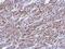 2',3'-Cyclic Nucleotide 3' Phosphodiesterase antibody, PA5-29345, Invitrogen Antibodies, Immunohistochemistry frozen image 