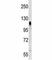 Prominin 2 antibody, F45956-0.4ML, NSJ Bioreagents, Western Blot image 