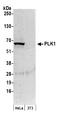 Polo Like Kinase 1 antibody, NB100-547, Novus Biologicals, Western Blot image 