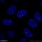 Coilin antibody, 10967-1-AP, Proteintech Group, Immunofluorescence image 