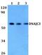 DnaJ Heat Shock Protein Family (Hsp40) Member C3 antibody, A04805, Boster Biological Technology, Western Blot image 
