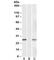 DPY30 Domain Containing 1 antibody, R35688-100UG, NSJ Bioreagents, Western Blot image 