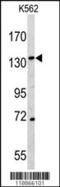 CD163 antibody, 62-830, ProSci, Western Blot image 