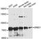 S1 RNA Binding Domain 1 antibody, A12736, Boster Biological Technology, Western Blot image 
