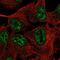 Transmembrane Protein 101 antibody, NBP2-58178, Novus Biologicals, Immunofluorescence image 
