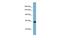 Klotho antibody, PA5-42021, Invitrogen Antibodies, Western Blot image 