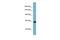 Klotho antibody, PA5-42021, Invitrogen Antibodies, Western Blot image 