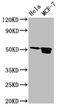 TFAP2B antibody, LS-C673464, Lifespan Biosciences, Western Blot image 