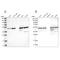 Thioredoxin Domain Containing 5 antibody, NBP2-13496, Novus Biologicals, Western Blot image 