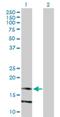 Lymphocyte Antigen 86 antibody, H00009450-B01P, Novus Biologicals, Western Blot image 