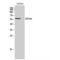 Zinc Finger Protein 596 antibody, LS-C386742, Lifespan Biosciences, Western Blot image 