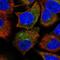Proteasome Subunit Beta 10 antibody, HPA030224, Atlas Antibodies, Immunofluorescence image 