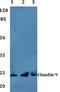 Claudin 9 antibody, A12044, Boster Biological Technology, Western Blot image 