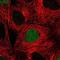 TOP2A antibody, NBP1-86927, Novus Biologicals, Immunocytochemistry image 