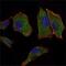 Cytochrome C Oxidase Subunit 4I1 antibody, GTX82782, GeneTex, Immunocytochemistry image 