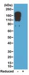 Ig gamma-2C chain C region antibody, SA5-10221, Invitrogen Antibodies, Western Blot image 