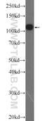 Thioredoxin Domain Containing 16 antibody, 21502-1-AP, Proteintech Group, Western Blot image 