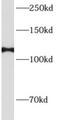 SRBP1 antibody, FNab00324, FineTest, Western Blot image 