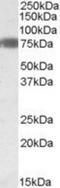 EBF Transcription Factor 1 antibody, NBP1-28471, Novus Biologicals, Western Blot image 