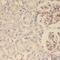 SEC61 Translocon Alpha 1 Subunit antibody, FNab07687, FineTest, Immunohistochemistry frozen image 