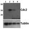 Cyclin Dependent Kinase 1 antibody, A00209Y15-1, Boster Biological Technology, Western Blot image 