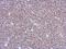 Zinc Finger BED-Type Containing 8 antibody, NBP2-15630, Novus Biologicals, Immunohistochemistry paraffin image 