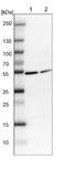 Solute Carrier Family 35 Member F4 antibody, NBP1-94126, Novus Biologicals, Western Blot image 