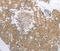 Pepsin A antibody, MBS2523281, MyBioSource, Immunohistochemistry frozen image 