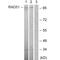 POU Class 2 Homeobox 1 antibody, LS-C118015, Lifespan Biosciences, Western Blot image 