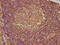 PYD And CARD Domain Containing antibody, CSB-PA890936LA01HU, Cusabio, Immunohistochemistry paraffin image 