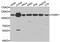 Poly(ADP-Ribose) Polymerase 1 antibody, abx123435, Abbexa, Western Blot image 
