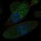 Solute Carrier Family 12 Member 1 antibody, NBP1-80993, Novus Biologicals, Immunofluorescence image 
