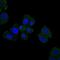 Homeostatic Iron Regulator antibody, NBP2-37555, Novus Biologicals, Immunofluorescence image 